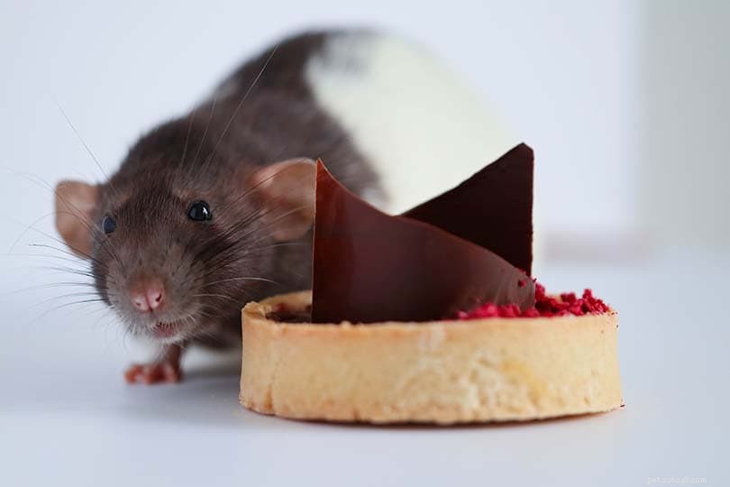 Is Chocolate Safe for Mice? Expert Insights & Safety Guidelines