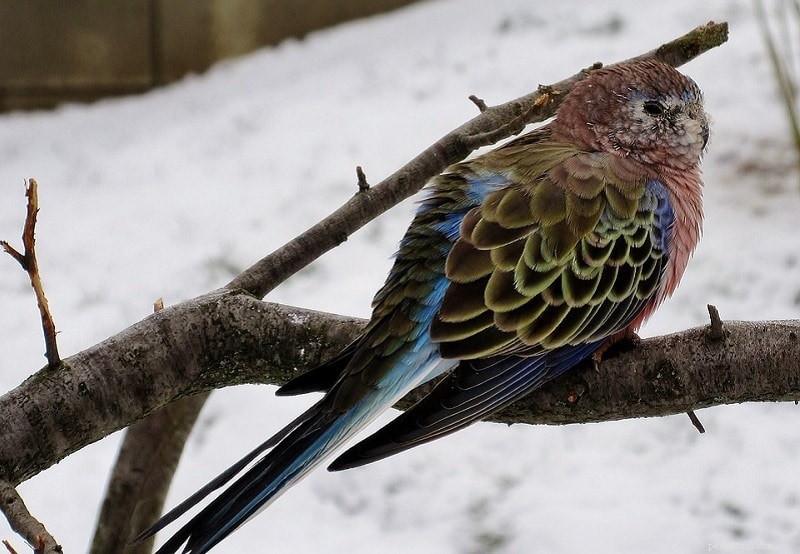 Bourke’s Parakeet: A Unique, Charming Companion