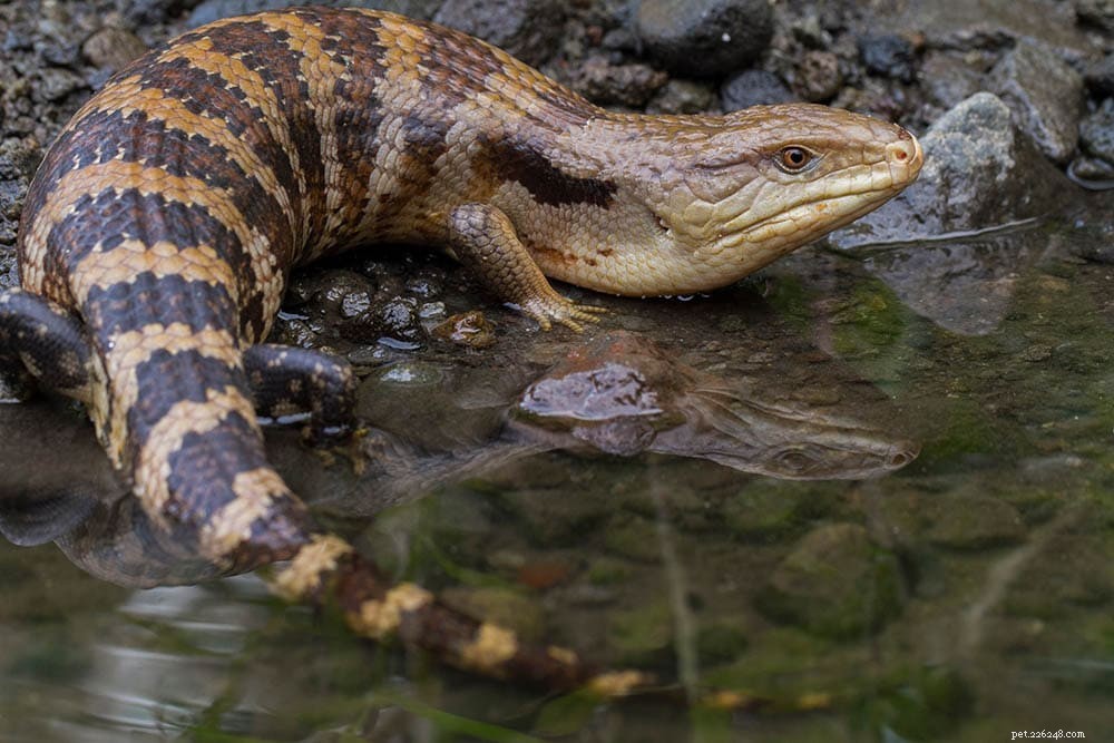 Merauke Blue Tongue Skink: The Ultimate Low-Maintenance Reptile Companion