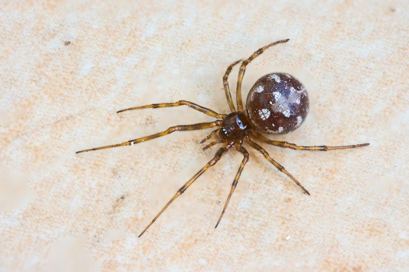 Explore Ohio’s 19 Key Spider Species