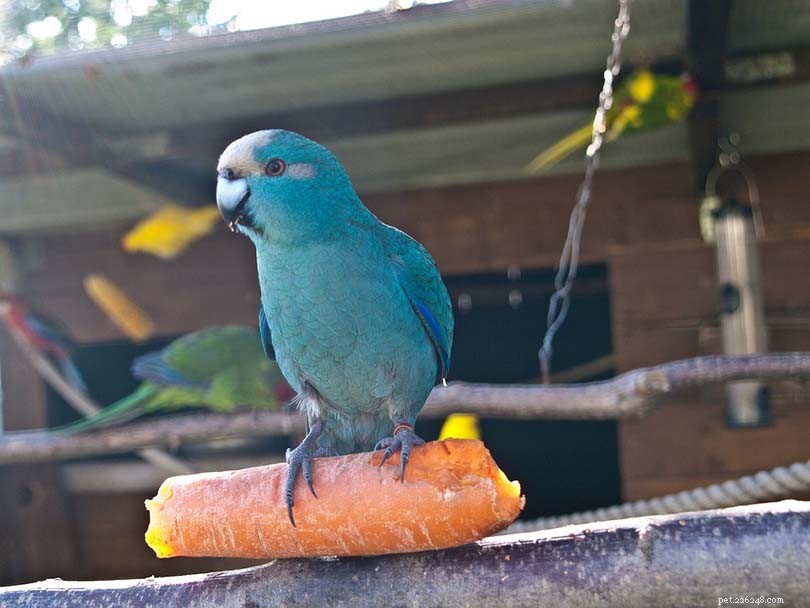 Are Carrots Safe for Parakeets? A Trusted Guide to Healthy Bird Nutrition