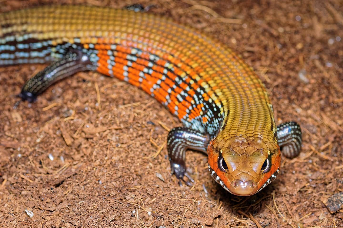 8 Surprising Skink Facts Every Enthusiast Should Know
