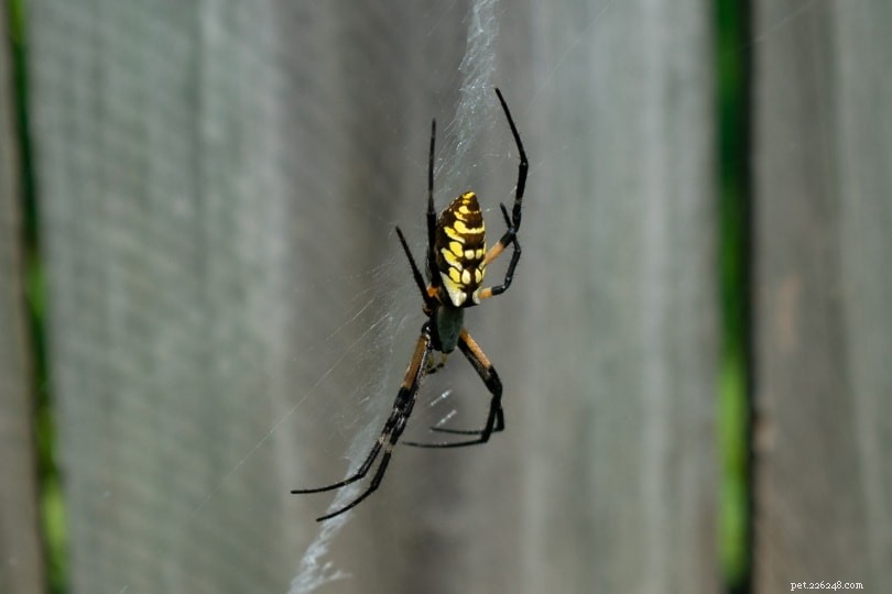 12 Common Spiders Native to Kentucky: Identification & Safety Tips
