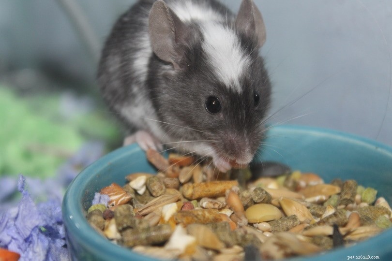 Can Mice Eat Meat? A Complete Guide to Their Balanced Diet