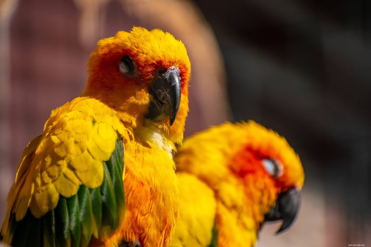 The Carolina Parakeet: America’s Lost Native Bird
