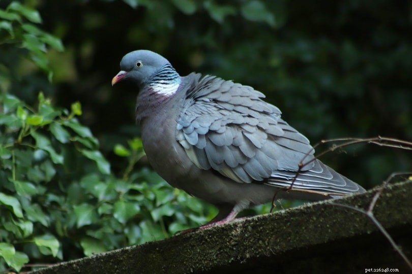 Pigeon & Dove Nutrition: Foods in the Wild vs. in Captivity
