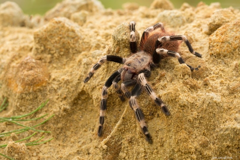 18 Most Common Spiders in Colorado: Identification Guide