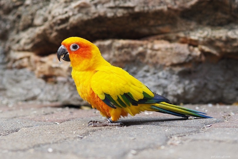 18 Intriguing Conure Parrot Facts Every Owner Should Know