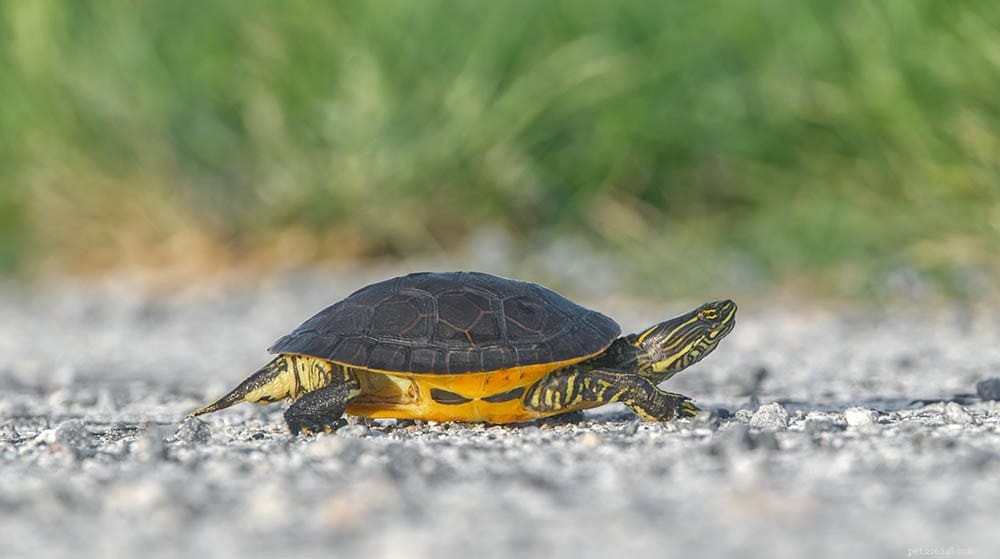 12 Fascinating Turtle Facts You Won’t Believe