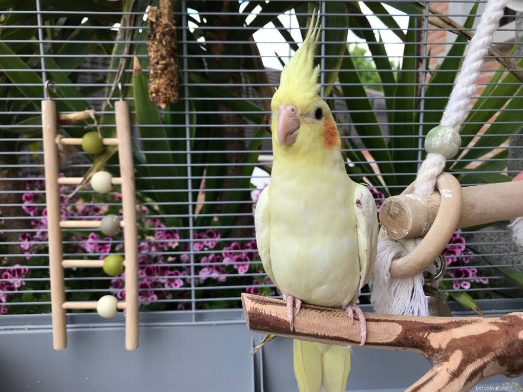 12 Fascinating Cockatiel Facts You Didn t Know