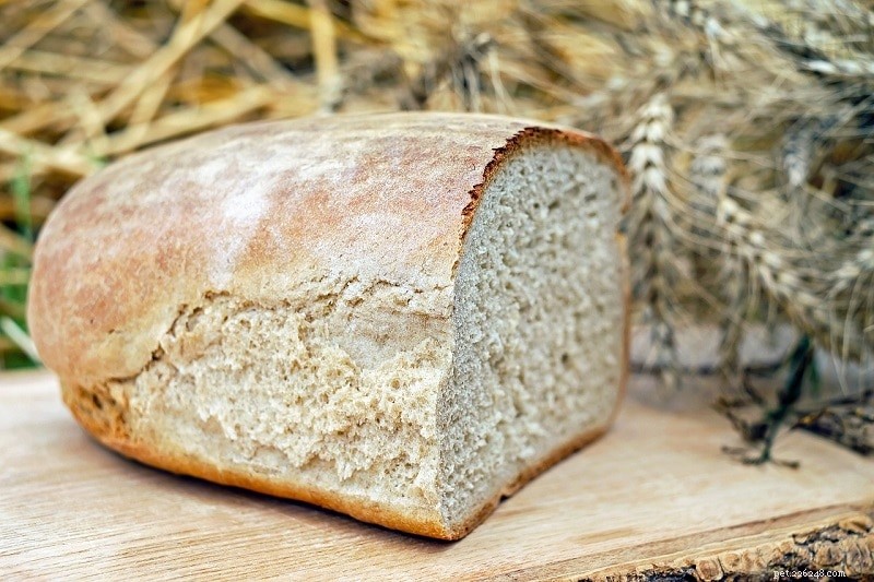 Is Bread Safe for Pet Rats? A Comprehensive Guide