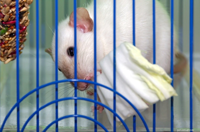 Rats and Cabbage: Safe Feeding Tips & Health Precautions