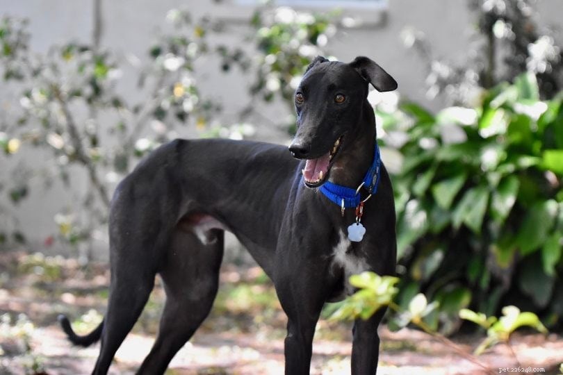 Are Greyhounds Ideal Pets? Key Facts You Should Know