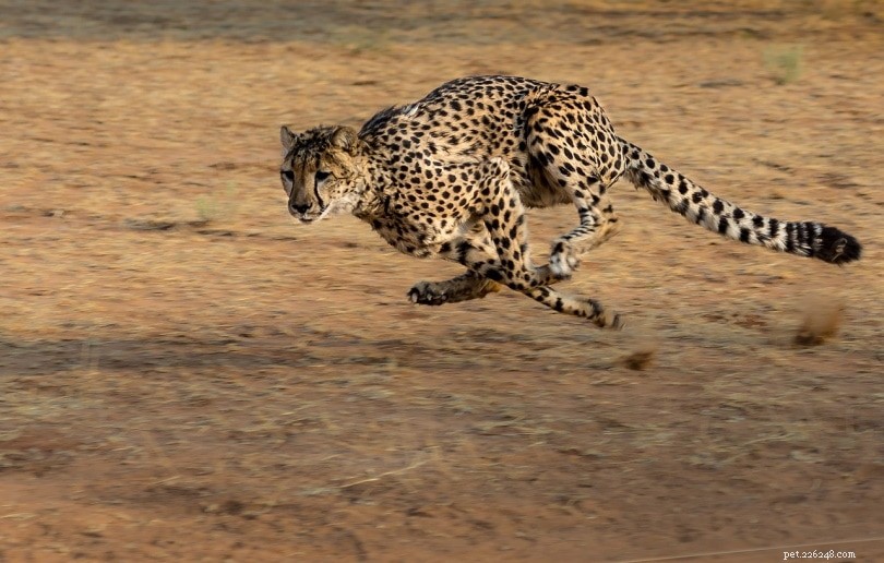Why Cheetahs Aren’t Suitable Pets: Key Facts