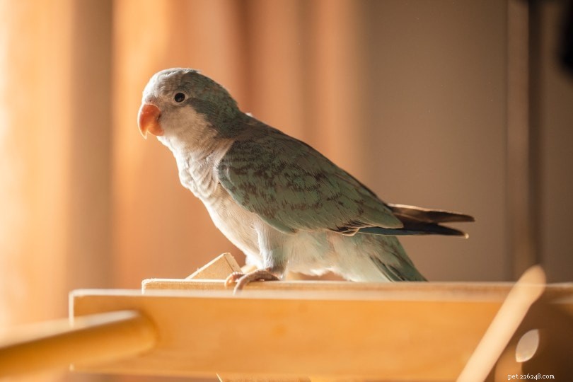 Monk Parakeet Care: Smart, Playful, and Easy to Train