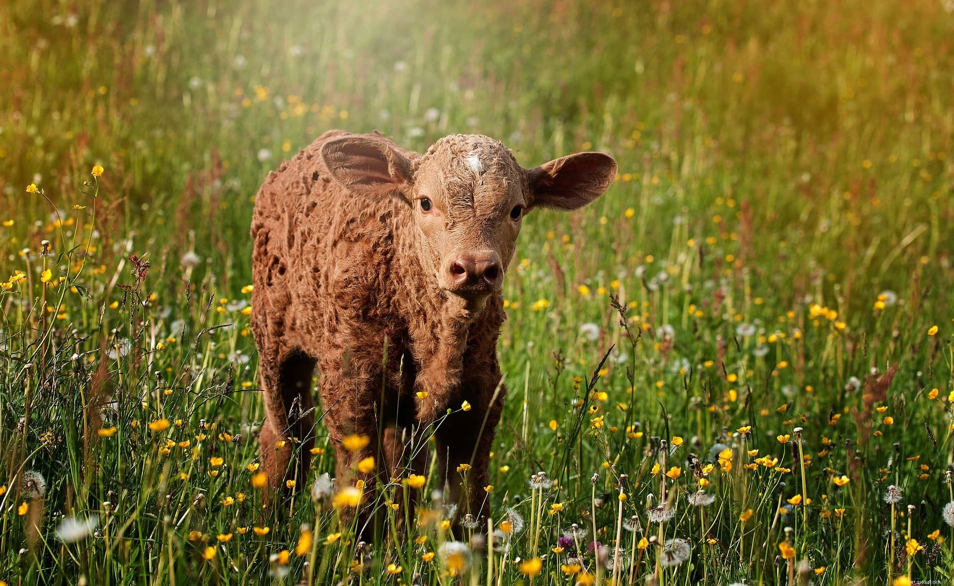 Cows as Pets: A Practical Guide to Their Care and Compatibility