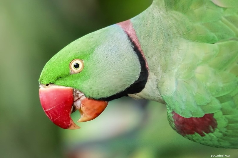 Alexandrine Parakeet: The Majestic, Colorful Companion for Your Home