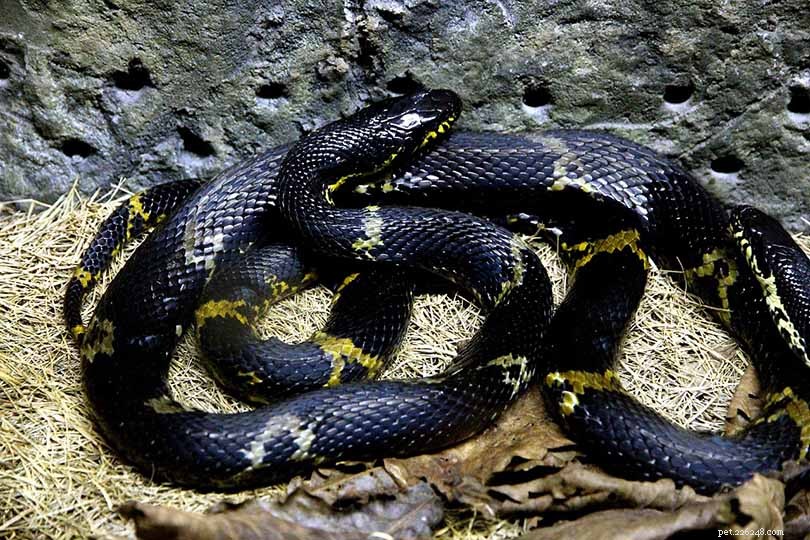 28 Native Iowa Snakes – Complete Guide with Photos