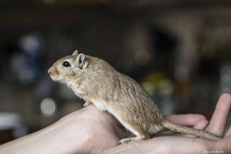Mice vs. Hamster Food: Essential Nutritional Insights for Owners