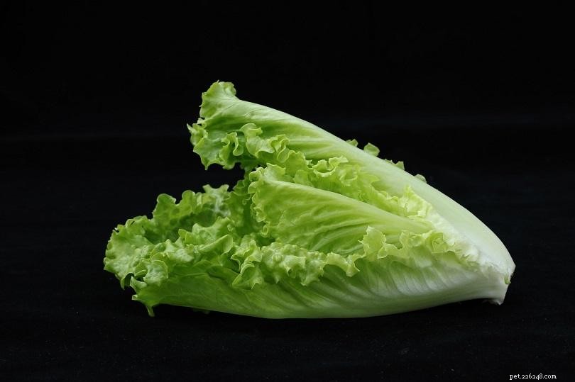 Is Lettuce Safe for Parakeets? A Comprehensive Guide