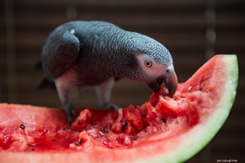 Can Parrots Safely Enjoy Watermelon? Expert Guide & Health Benefits