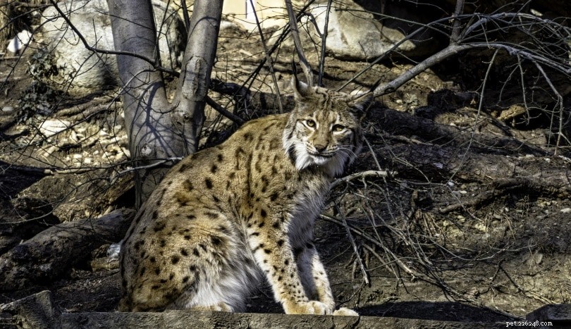 Can You Keep a Lynx as a Pet? Expert Insights & Key Considerations