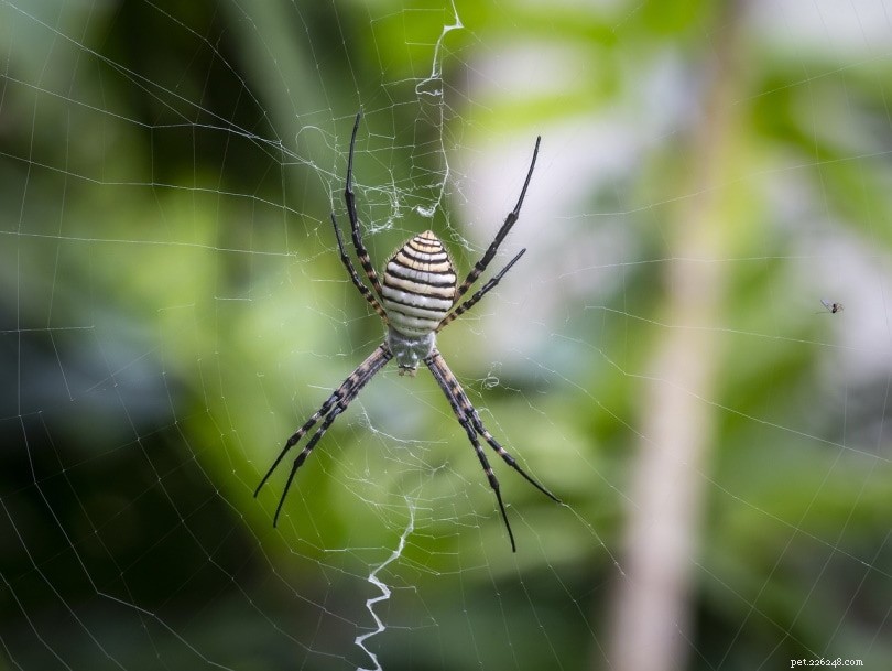 7 Spider Species Native to Montana – What to Know About Their Bites