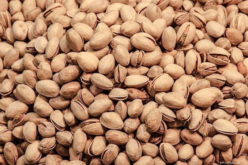 Pistachios for Parrots: Safe, Nutritious, and How Much Is Too Much?