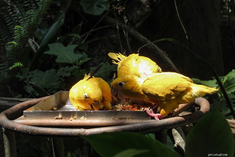 Can Conures Safely Eat Cucumbers? A Comprehensive Owner s Guide