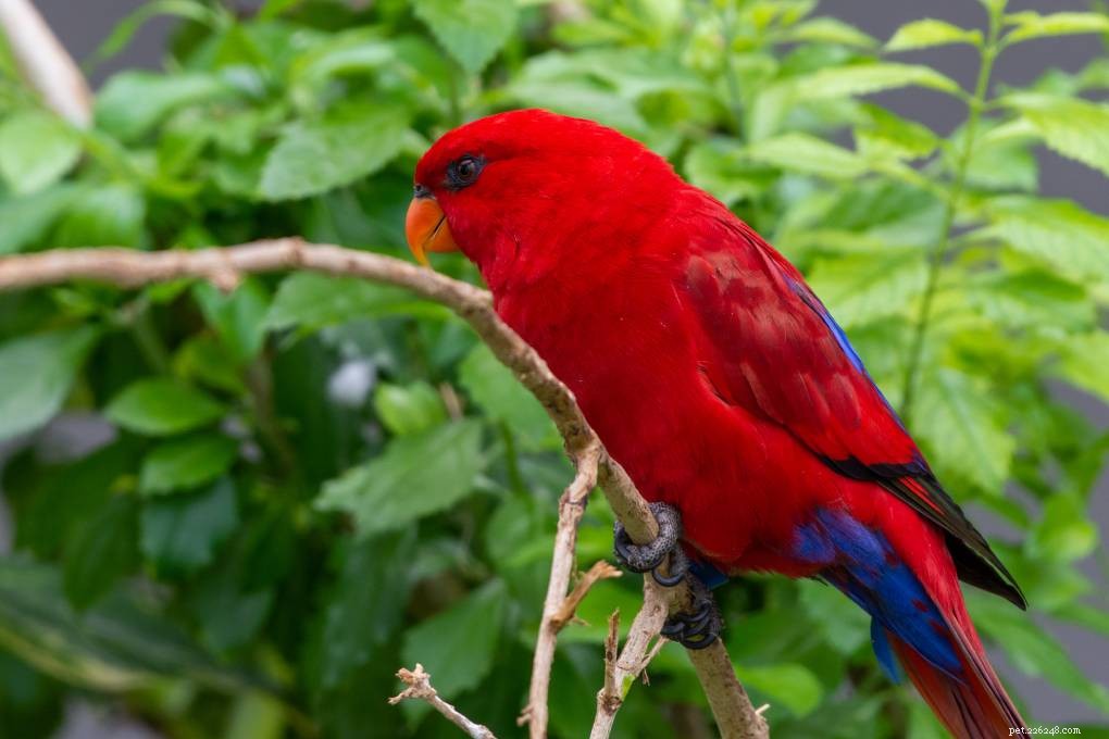 Red Lory: A Vibrant, Playful Companion Bird