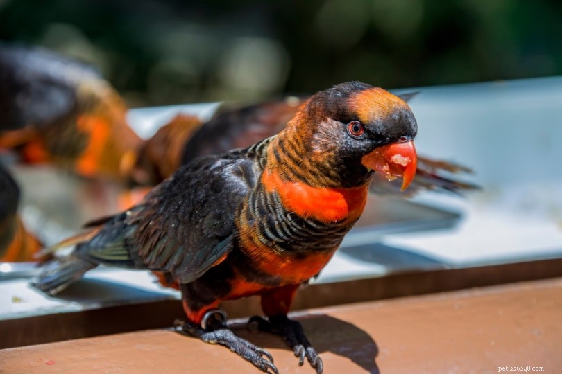 Dusky Lorikeet: Rare, Vibrant Parrot – Stunning Color, Friendly & Affectionate Companion