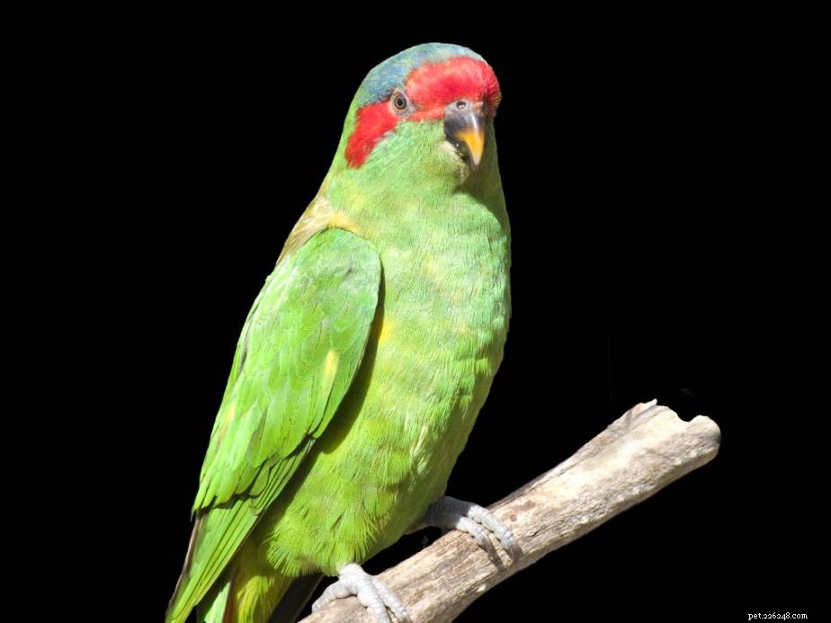 Musk Lorikeet (Glossopsitta concinna): A Vibrant, Affectionate Companion