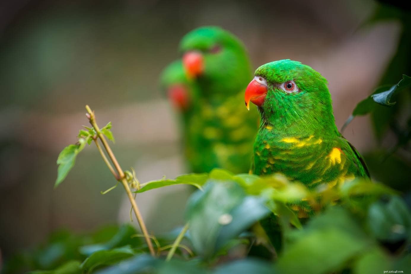 Scaly-Breasted Lorikeet: Expert Guide to Caring for Your Green & Yellow Parrot