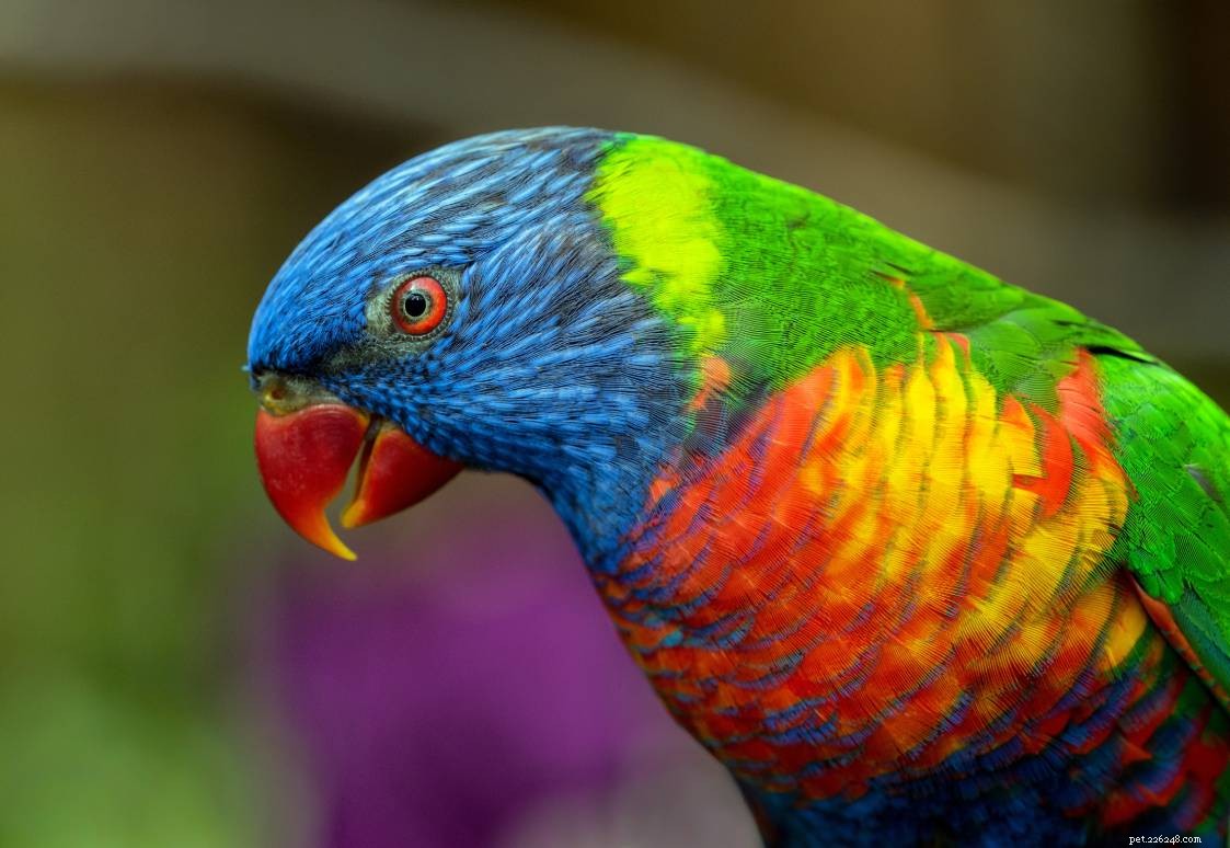 Green‑Naped (Coconut) Lorikeet – A Vibrant, Playful Companion Bird