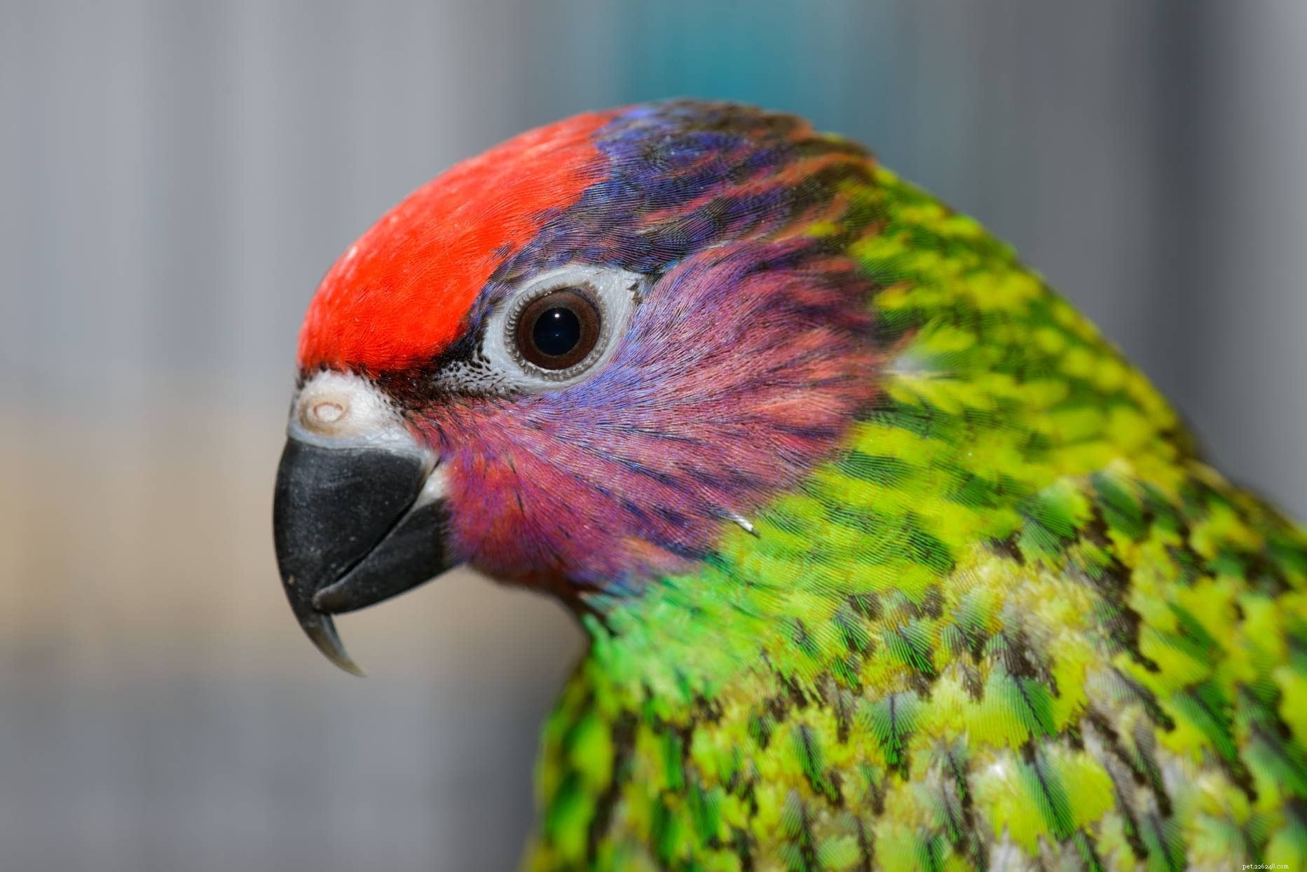 Goldie’s Lorikeet: A Distinctive, Vibrant Parrot for Experienced Owners