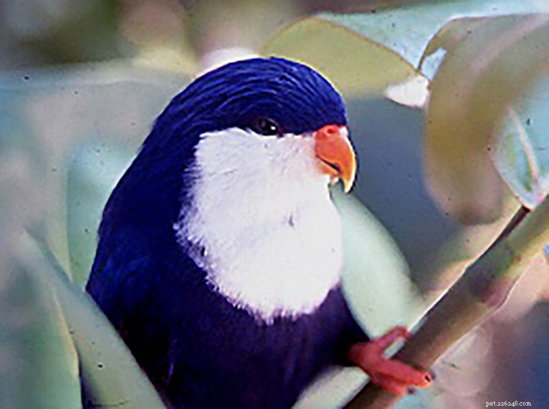 Blue Lorikeet: The Colorful Companion Parrot