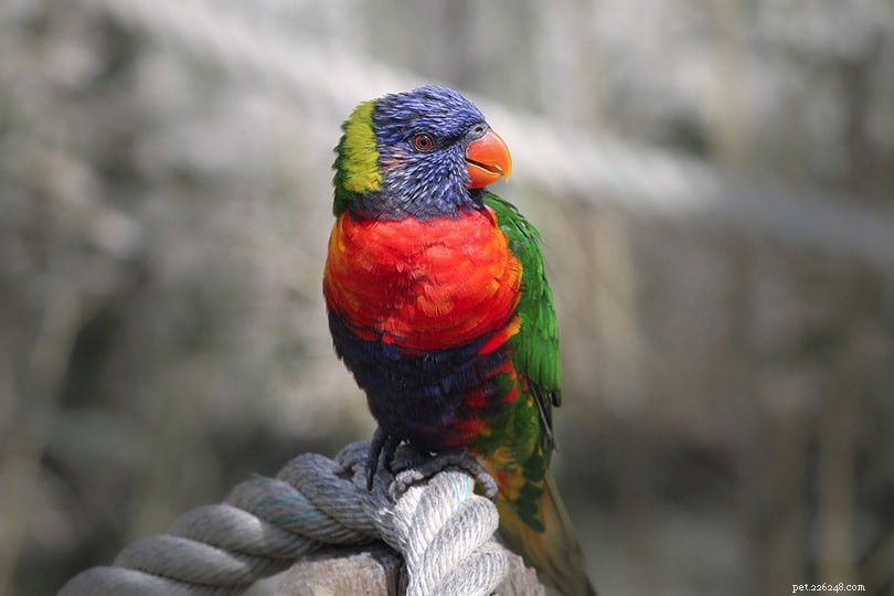 Rainbow Lorikeet: The Vibrant, Energetic Pet Bird You Need to Know About