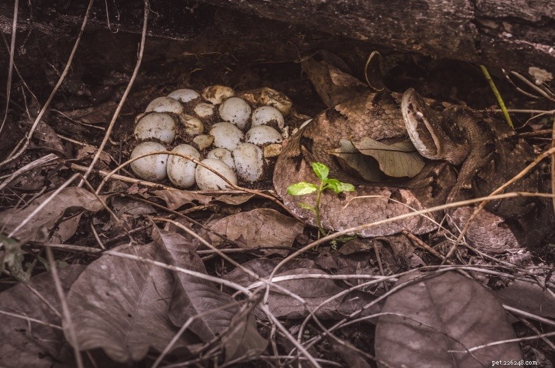 Snake Egg Laying: Clutch Size and Survival Rates