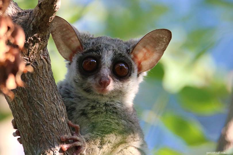 Are Bush Babies Suitable Pets? Expert Insights & Care Tips
