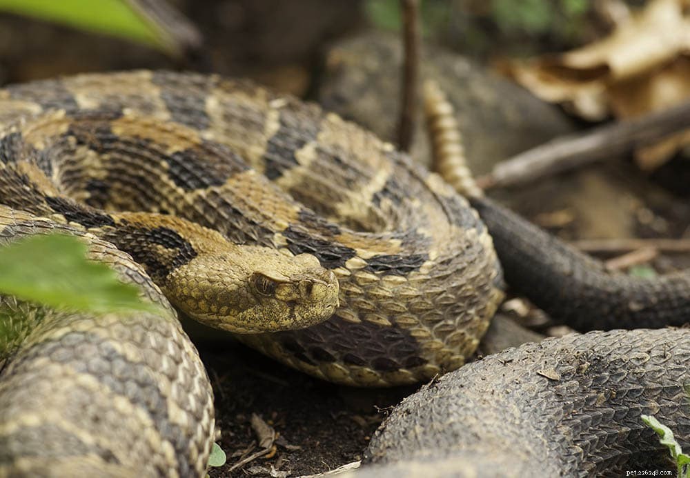 Identifying Pregnancy in Snakes: Reliable Signs & Vet Guidance
