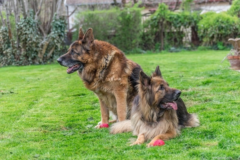 German Shepherds as Pets: Key Factors to Consider