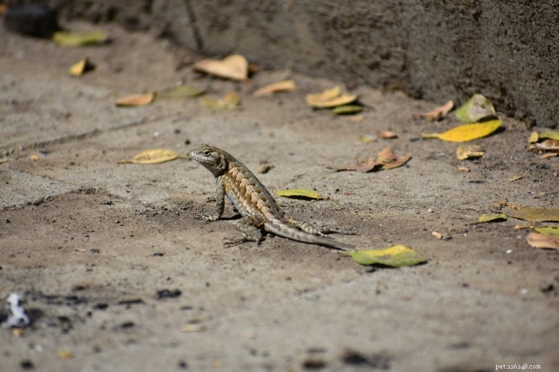 Discover 7 Common Lizards of Washington State