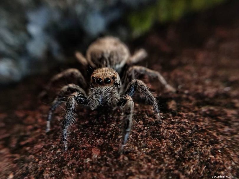 Common Spiders in Maryland: What to Know About 9 Key Species