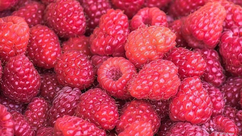 Are Raspberries Safe for Rats? Essential Feeding Guidelines