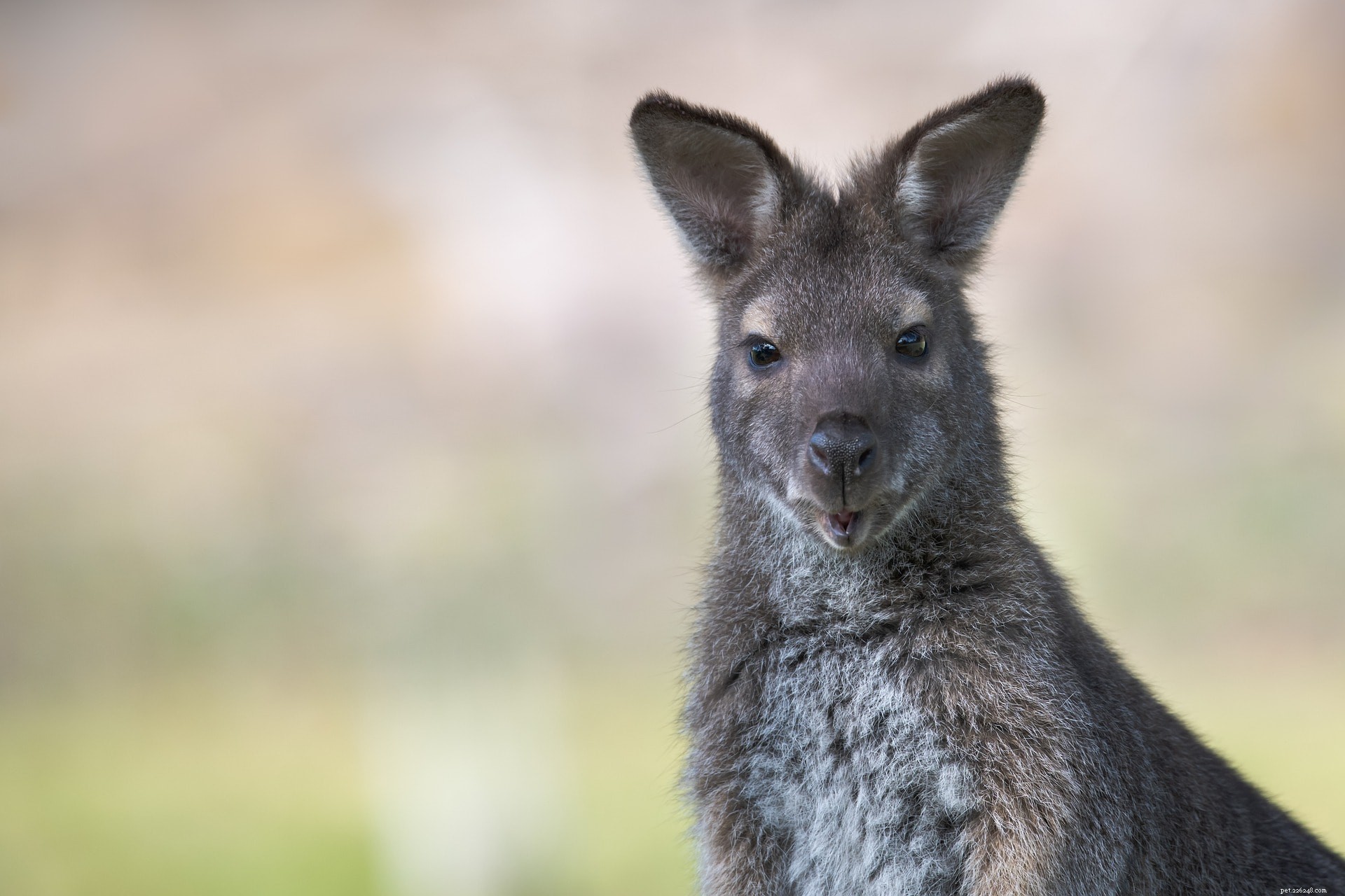 Are Wallabies Suitable Pets? Key Facts and Considerations