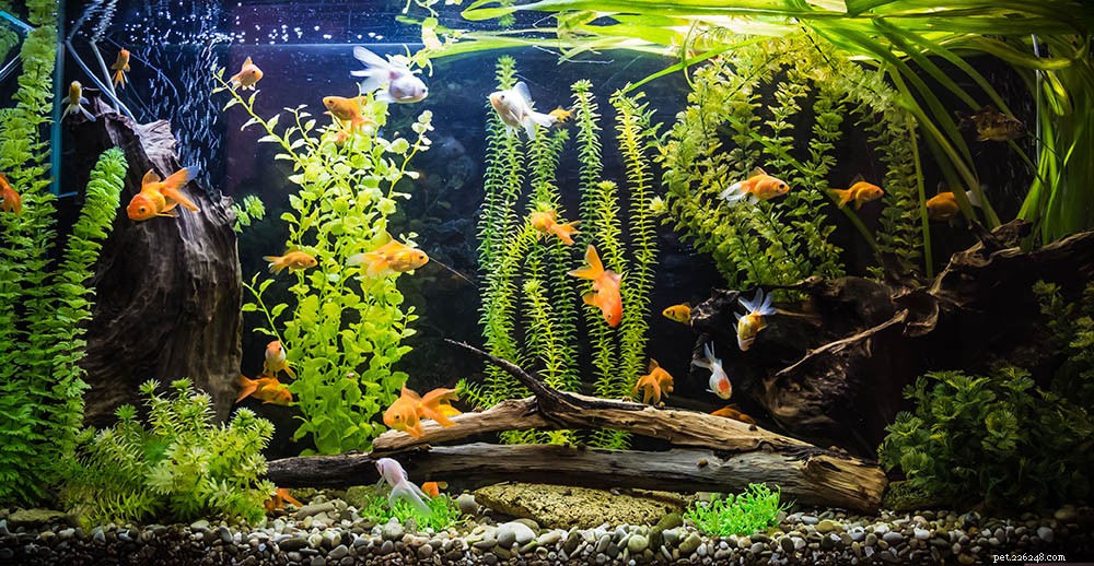 Safe Paint Choices for Fish Tank Decor: Protecting Your Aquarium Inside & Out