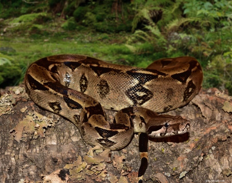 Are Boa Constrictors Venomous? Expert Insights and Key Facts