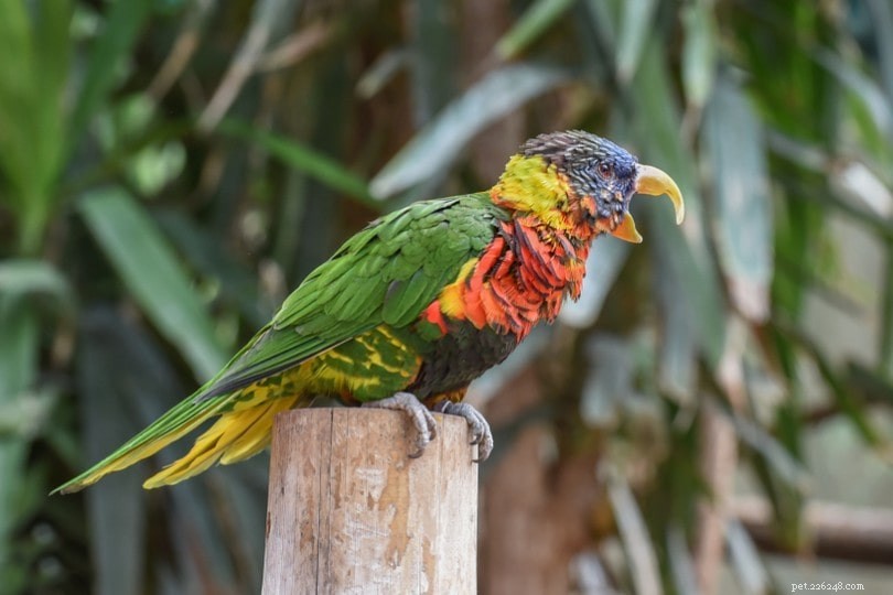 Comprehensive Care Guide for the Ornate Lorikeet