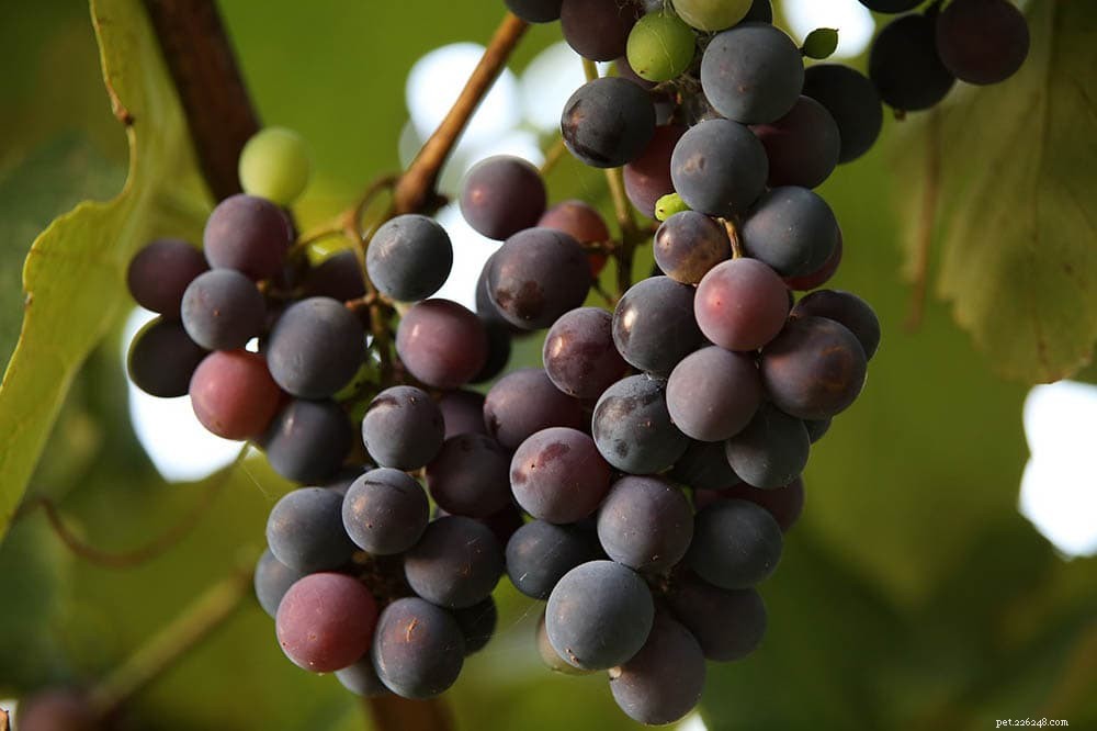 Are Grapes Safe for Parrots? A Guide to Moderation and Nutrition
