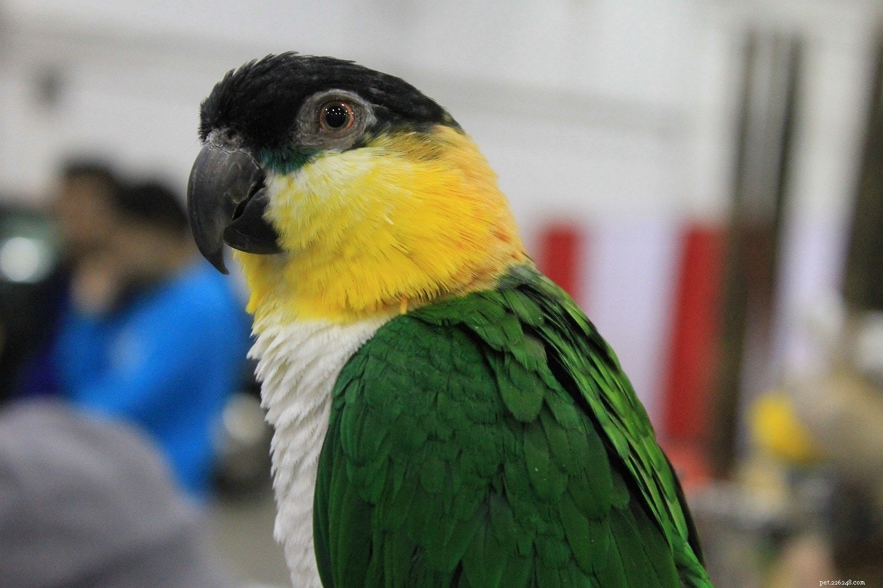Caique Parrot Care Guide: Tips for a Happy & Healthy Pet
